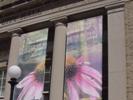 Banners between City Hall columns