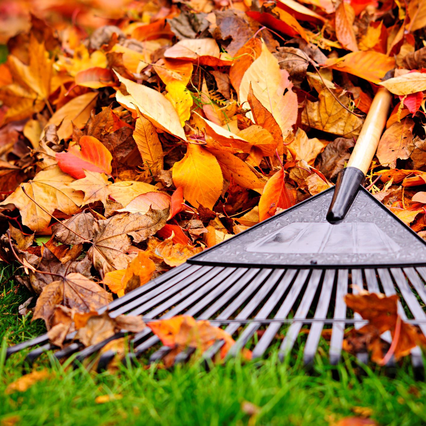 Rake-and-Leaves-Square
